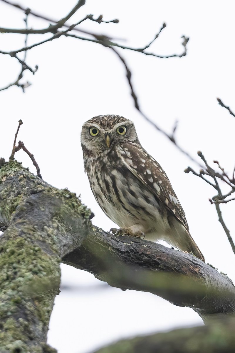 Little Owl spotted my this morning