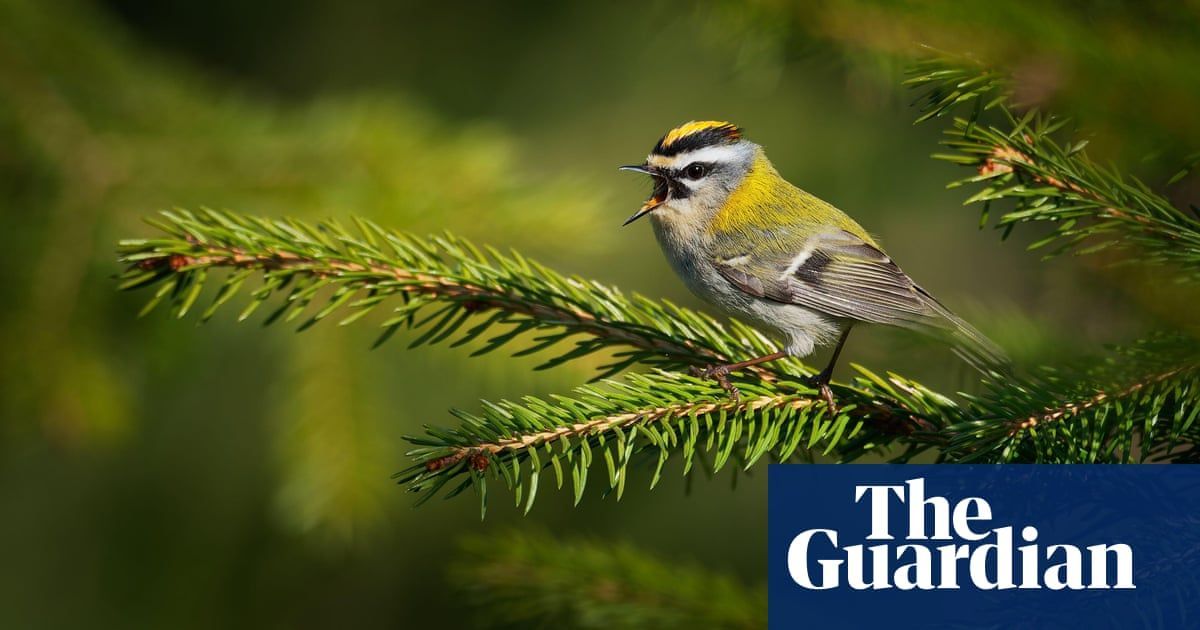 The birds of Crystal Palace Park get their 15 minutes of fame in this Guardian piece: buff.ly/4cKjbHC 'Superb bird, the firecrest. Tiny, pugnacious, hyperactive. More common than they used to be, but still, for me, a “Dear diary, you’ll never guess what I saw” bird.'