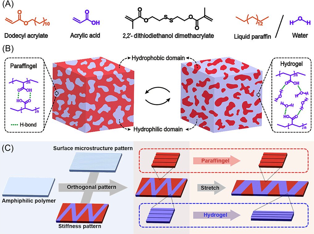 Reconfigurable and orthogonal stiffness-structure patterning of dynamically crosslinked amphigels
@Wiley_Chemistry @WileyEngineer @wileyinresearch @InnovationChem @isciverse @Mat_Innov @AdvSciNews

doi.org/10.1002/smm2.1…