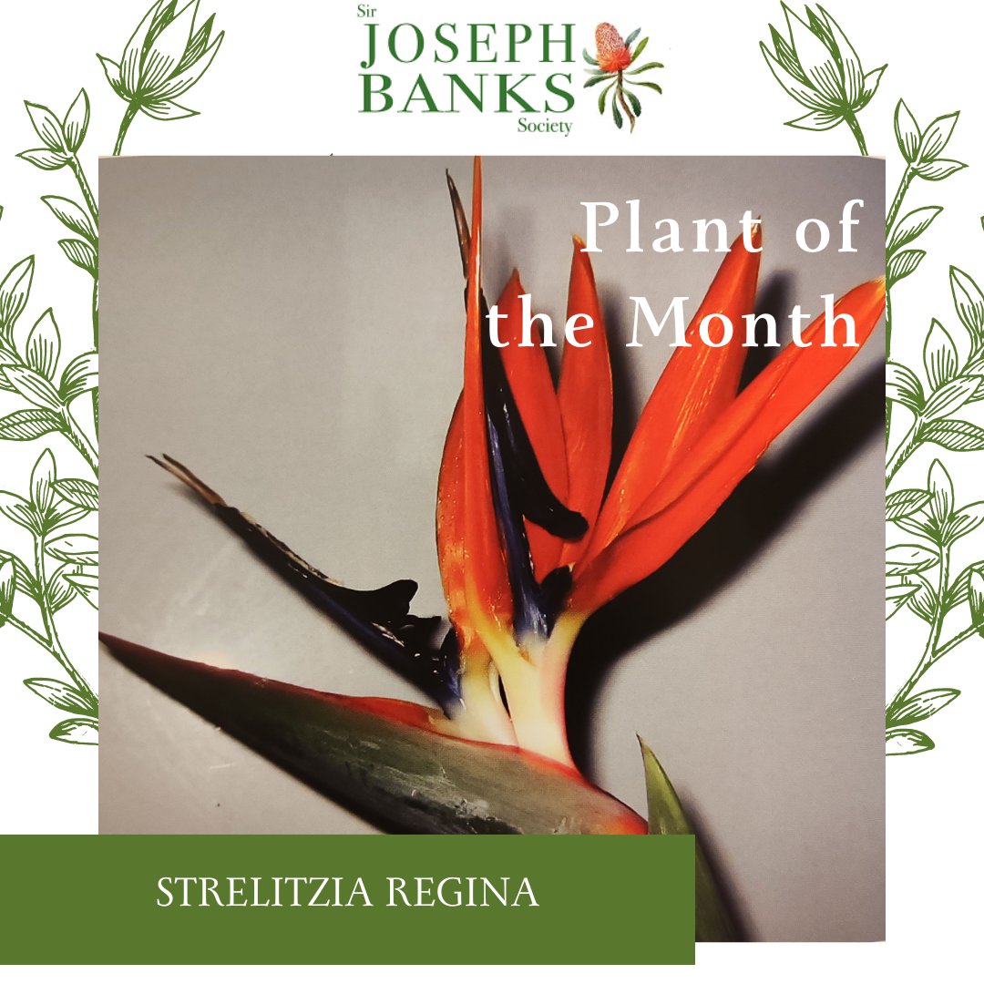 We are starting something new! The #StrelitziaRegina or the 'Bird of Paradise Flower' was Sir Joseph Banks favourite plant and was named in the honour of King George III's wife, Charlotte of Mecklenburg-Stelitz 👑. #JosephBanksPlantOfTheMonth