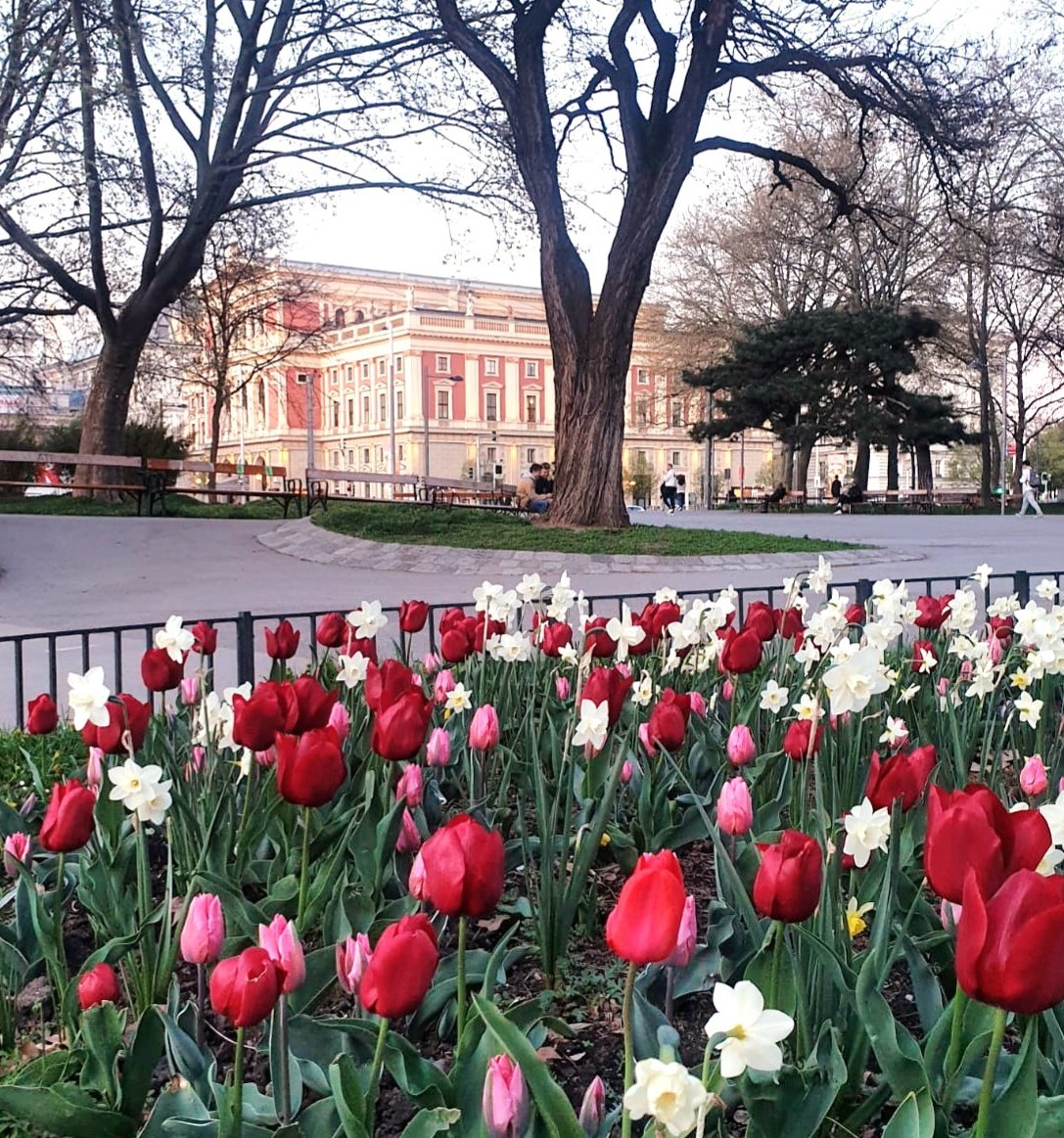 🌷 🌷 🌷 | #Vienna #wien #austria #red #flowers #tulips #spring #happy @Musikverein #nature #pink