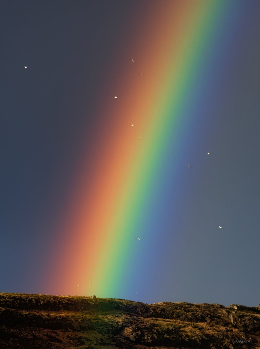 虹の中を舞う鳥たち。
（先日、アイスランドにて撮影）
今日もお疲れさまでした。