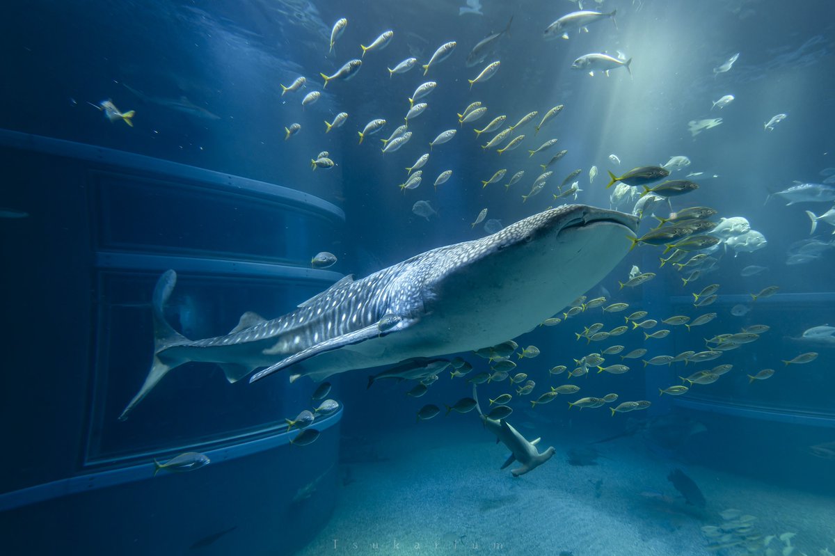 tsukarium's tweet photo. 水族館の種名板に自分の写真を使っていただきたい！
水族館の公式写真集やカレンダーを作りたい！
水族館関連の連載企画がしたい！
定期的にラジオで喋りたい(?)

こんな感じで欲望だらけなので頑張ります💪

 #欲望はぜんぶ口に出したほうが仕事につながる https://t.co/MyiHQEDXua