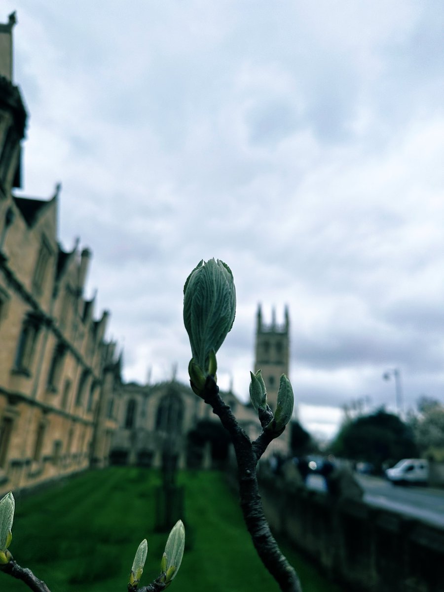 Spring buds