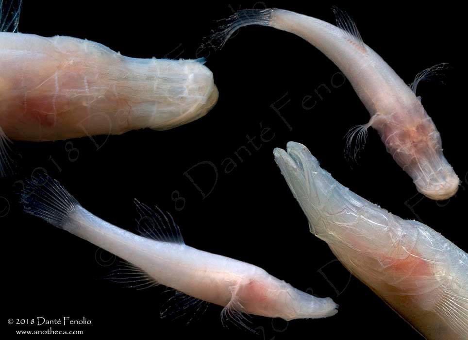 On “World Aquatic Animal Day” - The Alabama Cavefish (Speoplatyrhinus poulsoni) is one of the most endangered fishes in North America and is only known from a single cave system. It is also named after a friend and colleague of mine, Dr. Tom Poulson!