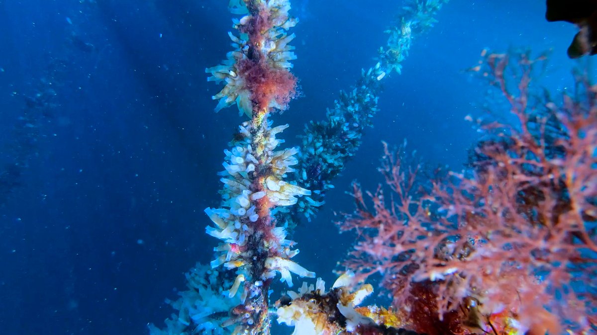 MSarsCentre's tweet image. 🔊Do you want to experience and learn about noise pollution in the sea? Come meet @mchlab @deuteronoise researchers at the #OneOceanWeek Family Day in Bergen 🌊 We will be there April 14, 12h-16h on Festningskaien 1 🤩 
More information ➡️tinyurl.com/rtnsjmyf @SDGbergen @UiB