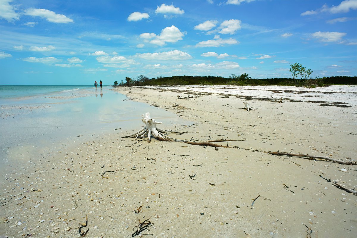 New artwork for sale! - "Beach At Honeymoon Island, Florida" -    fineartamerica.com/featured/beach…
#photography #naturephotography #NatureBeauty #stateparks #florida #beach