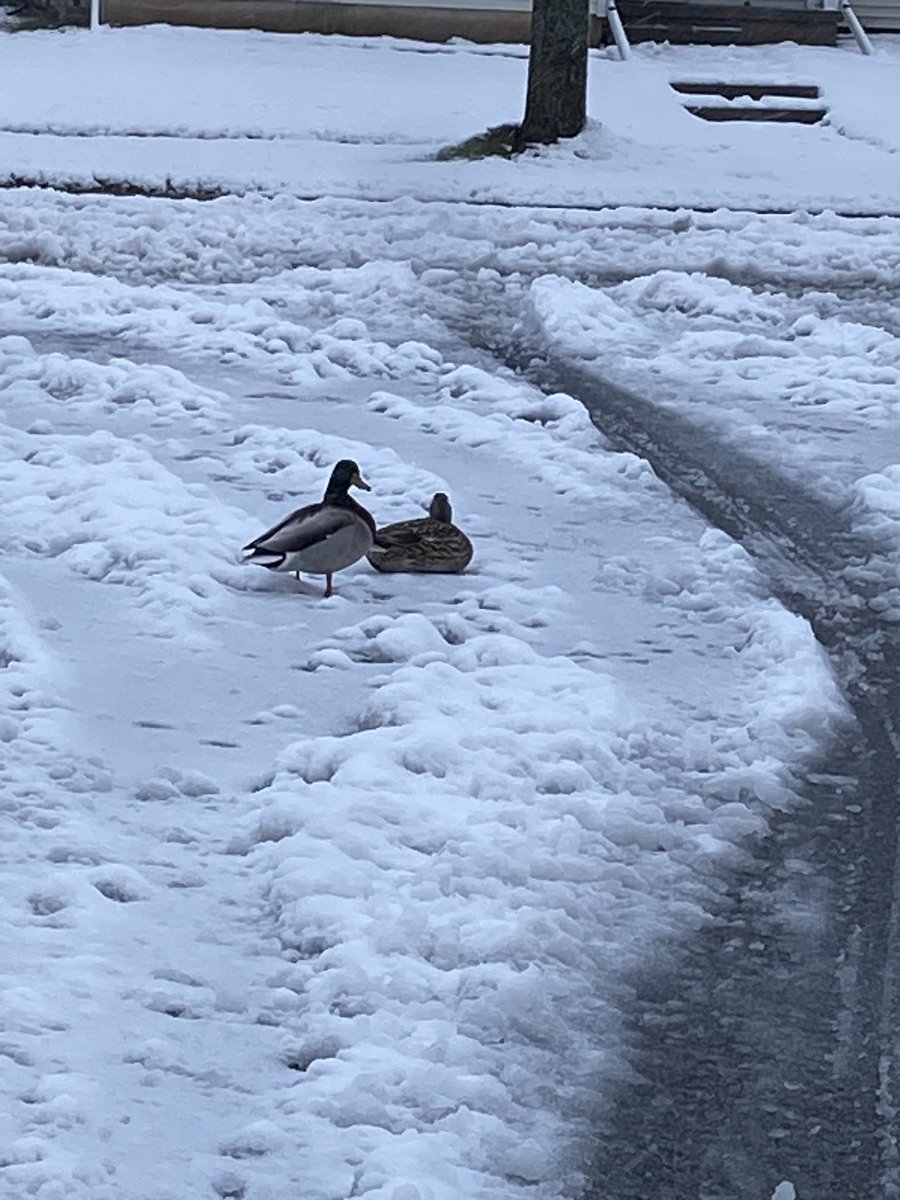 Even the ducks are confused. #Wisconsin #spring