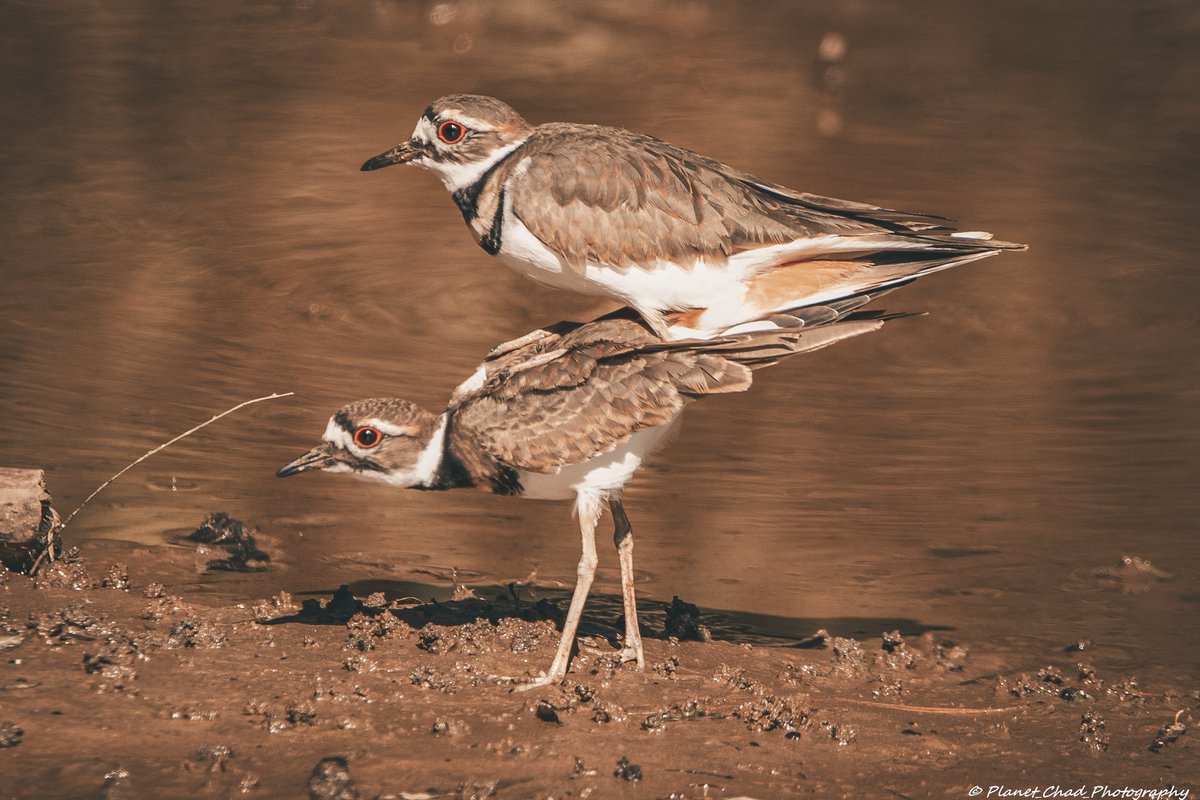 Happy Hump Day? I was watching several birds in the mudflat when a pair of killdeers started the mating process. I was unfamiliar with the mating ritual at the time which includes dances and aerial displays. pixels.com/featured/killd… #birds #nature #wildlife