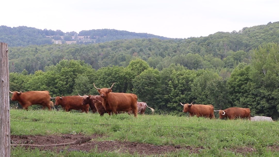 Help us understand the meat slaughter and processing capacity in our state. Survey due April 26: surveymonkey.com/r/D8FKQYX