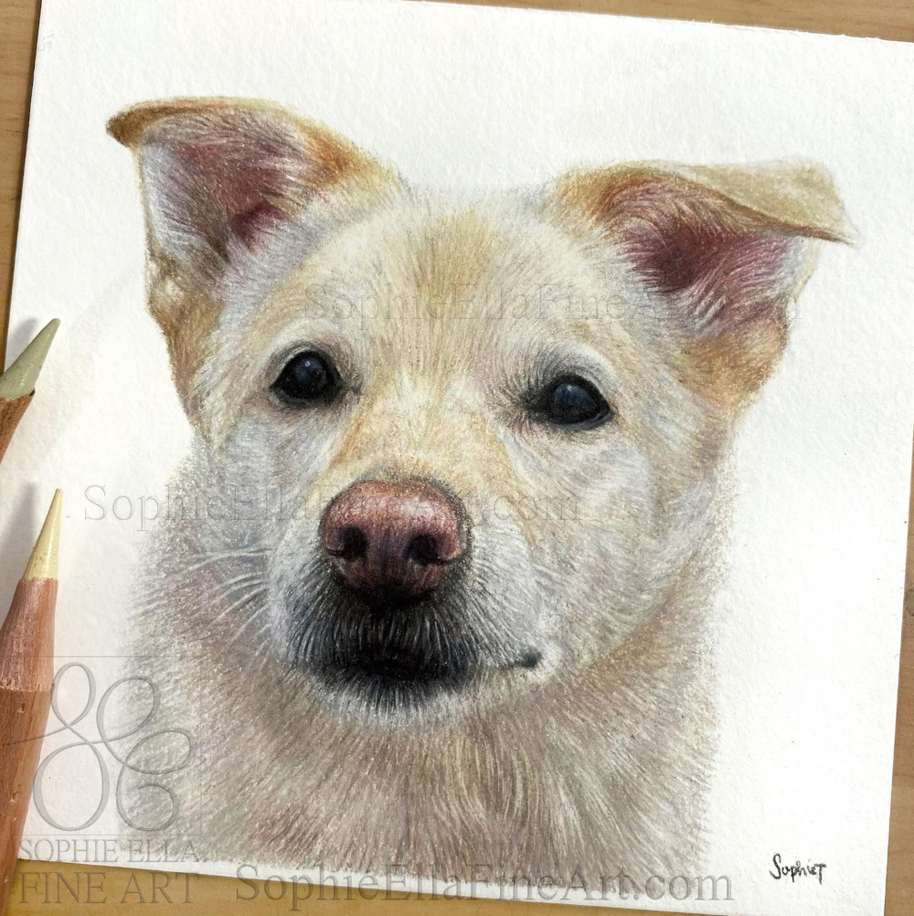 Here’s another of the 13 4x4” portraits I completed a few months back - this is Echo💛sophieEllaFineArt.com
#animaldrawing #artcommission #dogdrawing #youngartist #realisticart #colouredpencilartist #dogportrait #giftidea #petportrait #petportraitartist #dogcommission #doglover