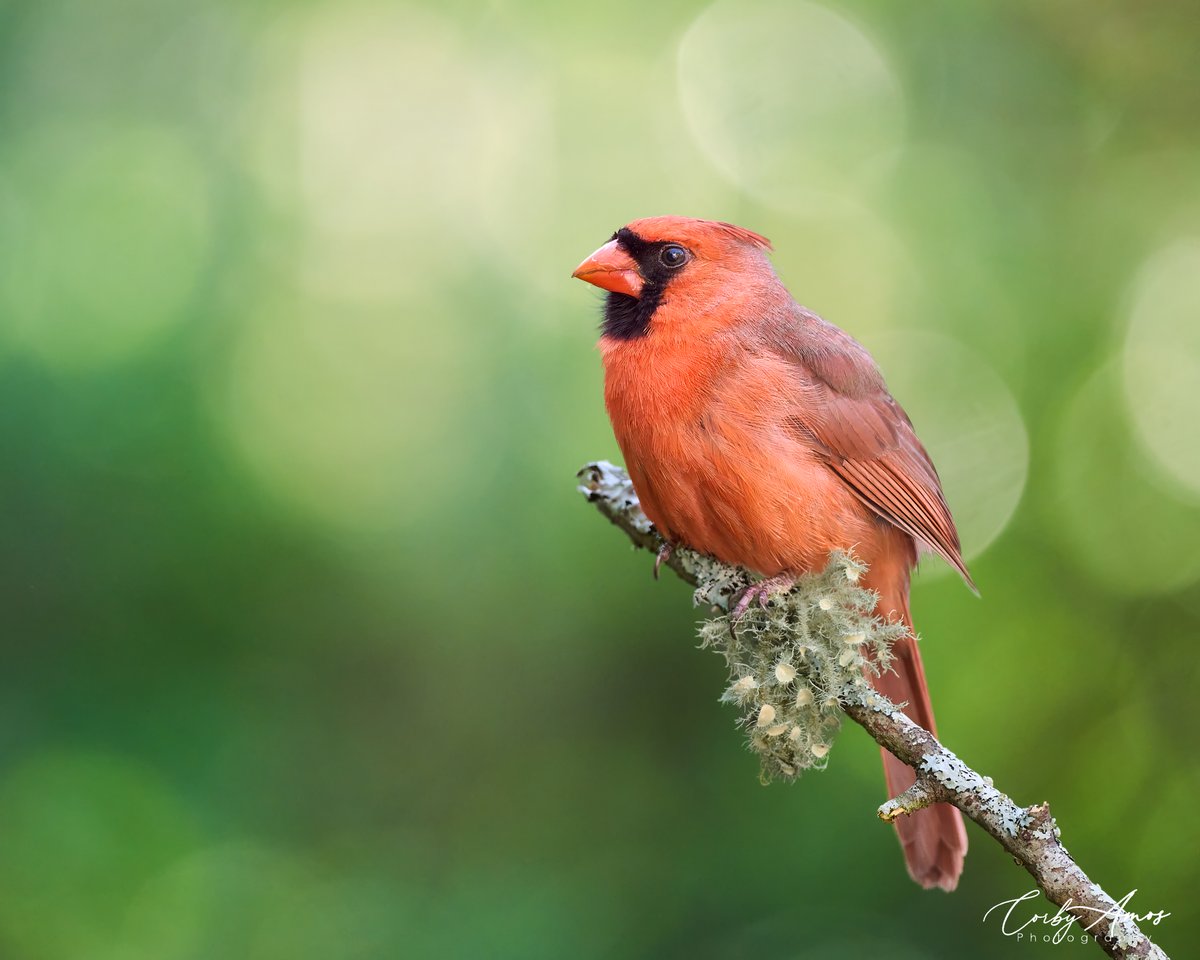 corbyamosphoto1's tweet photo. Northern Cardinal
.
https://t.co/1uMhIUvhfj
.
https://t.co/5097W1HYet
.
#birdphotography #birdwatching #BirdTwitter #twitterbirds #birdpics #BirdsofTwitter https://t.co/tY9U5zgDbQ