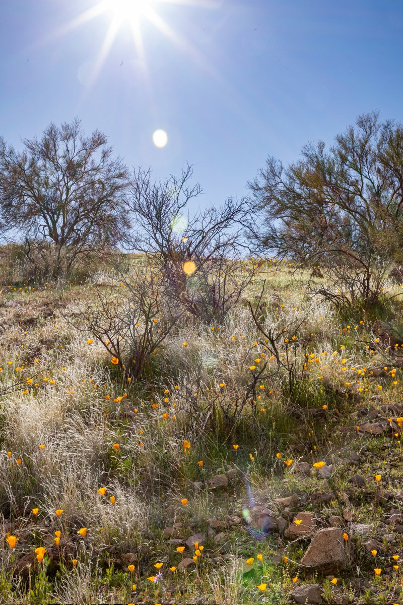 Wild Poppies blooming along Turtle Back Wash Photographed with a Canon 5D Mark IV & 24-105mm f/4.5-5.6L lens. #az #wildflowers #poppies #nature #landscape #spring #teamcanon #canonusa