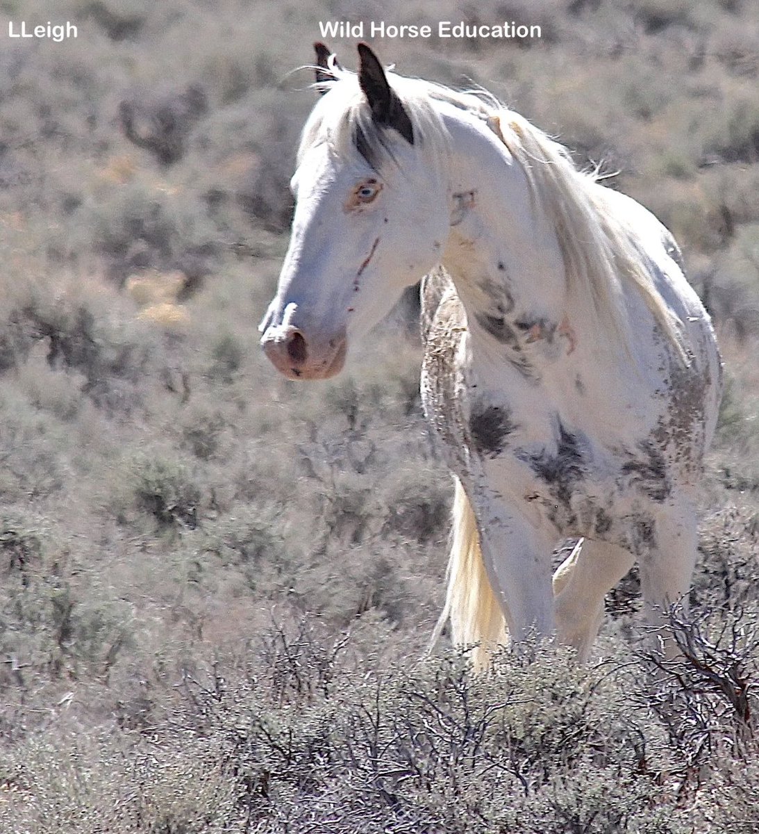 Court Win: Update > tinyurl.com/yc2f5p9m The court recognized the difference between a roundup plan & a management plan. A management plan was ordered for Pancake without further delay. We hope the article at the link above answers your questions. #wildhorses