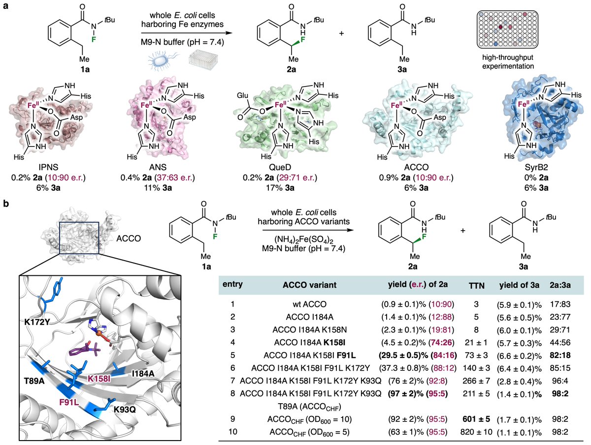 Yang Yang (@yang2biocat) on Twitter photo It is great to share our preprint on nonheme Fe enzyme-catalyzed fluorine atom transfer (soon to appear in Nature Synthesis): chemrxiv.org/engage/chemrxi⦠We evolved ACCO to catalyze C-F bond formation with stereocontrol. Great to report this together with <a href="/xiongyih/">Xiongyi Huang-JHU Biocatalysis</a> at JHU! It is great to share our preprint on nonheme Fe enzyme-catalyzed fluorine atom transfer (soon to appear in Nature Synthesis): chemrxiv.org/engage/chemrxi⦠We evolved ACCO to catalyze C-F bond formation with stereocontrol. Great to report this together with <a href="/xiongyih/">Xiongyi Huang-JHU Biocatalysis</a> at JHU!