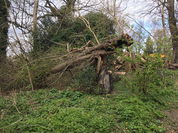 Walked past this tree in Golders Hill. And I suddenly thought that if I were a giant, I'd take great delight in doing precisely this to trees - breaking them in half, and leaving them at just that angle. Snap, snap, snap. It made me really want to be a giant.