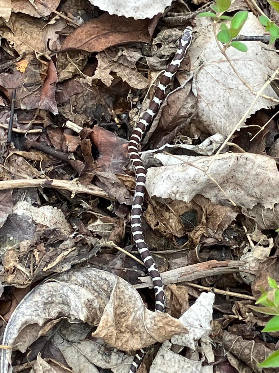 Shoutout to Logan Childers for capturing this eastern milk snake pic on Marion Tallgrass Trail! Harmless constrictors, essential for pest control, mimic rattlesnakes when disturbed. #MarionTallgrassTrail #OhioWildlife