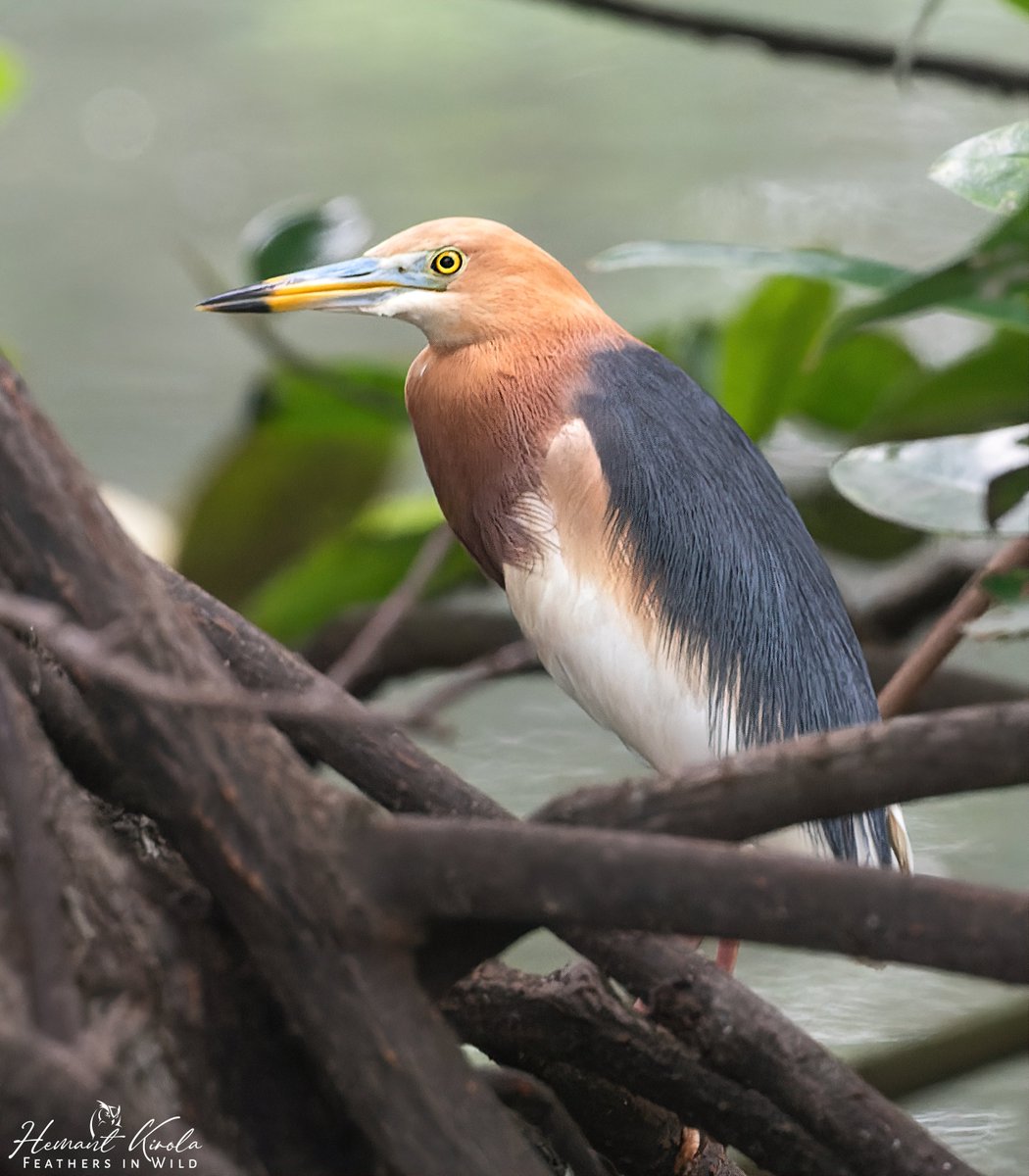 Continuing our today's theme 'Birds in their favorite Habitats', do post your bird pic in their habitat. Most liked pic in comment, will be reposted. Do vote for best. Javan Pond Heron A bird of freshwater swamps, ponds & lakes. #IndiAves #ThePhotoHour #ThrivingHabitats