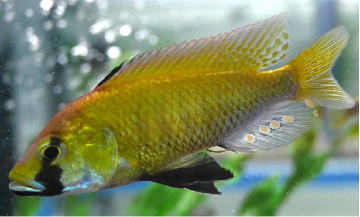 Miguel V. Almeida (@migueldvalmeida) on Twitter photo 🚨New preprint alert!!🚨 I am delighted to share my first postdoc research paper on the interaction between transposable elements (TEs) and piRNAs in African cichlid fishes 🐠🐠
Link here: biorxiv.org/content/10.110…
Find the highlights in 🧵 🚨New preprint alert!!🚨 I am delighted to share my first postdoc research paper on the interaction between transposable elements (TEs) and piRNAs in African cichlid fishes 🐠🐠
Link here: biorxiv.org/content/10.110…
Find the highlights in 🧵