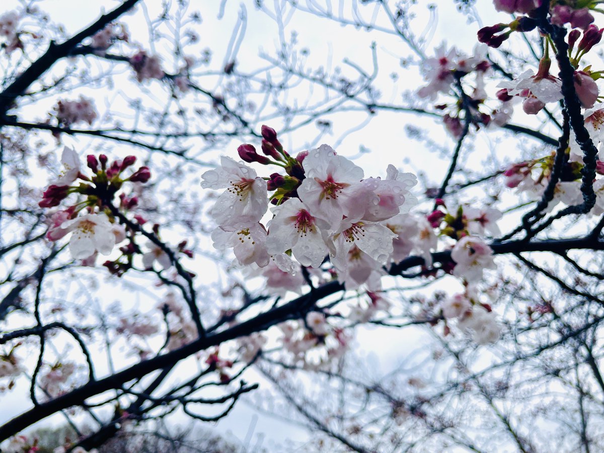 「雨の日の桜綺麗だった 」|ぼうし🎩のイラスト