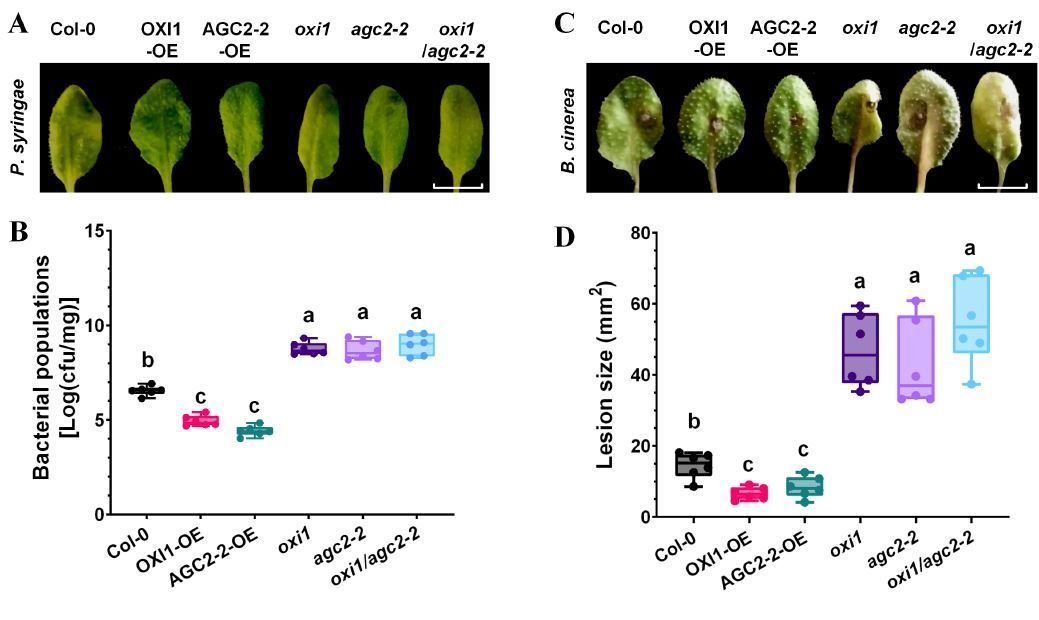 AGC kinases OXI1 and AGC2-2 regulate camalexin secretion and disease resistance by phosphorylating transporter PDR6 (Juan Han, Chang-xin Liu, Jian Liu, Cheng-run Wang, Shun-chang Wang, Guopeng Miao) buff.ly/4cDxBtd @ASPB #PlantSci