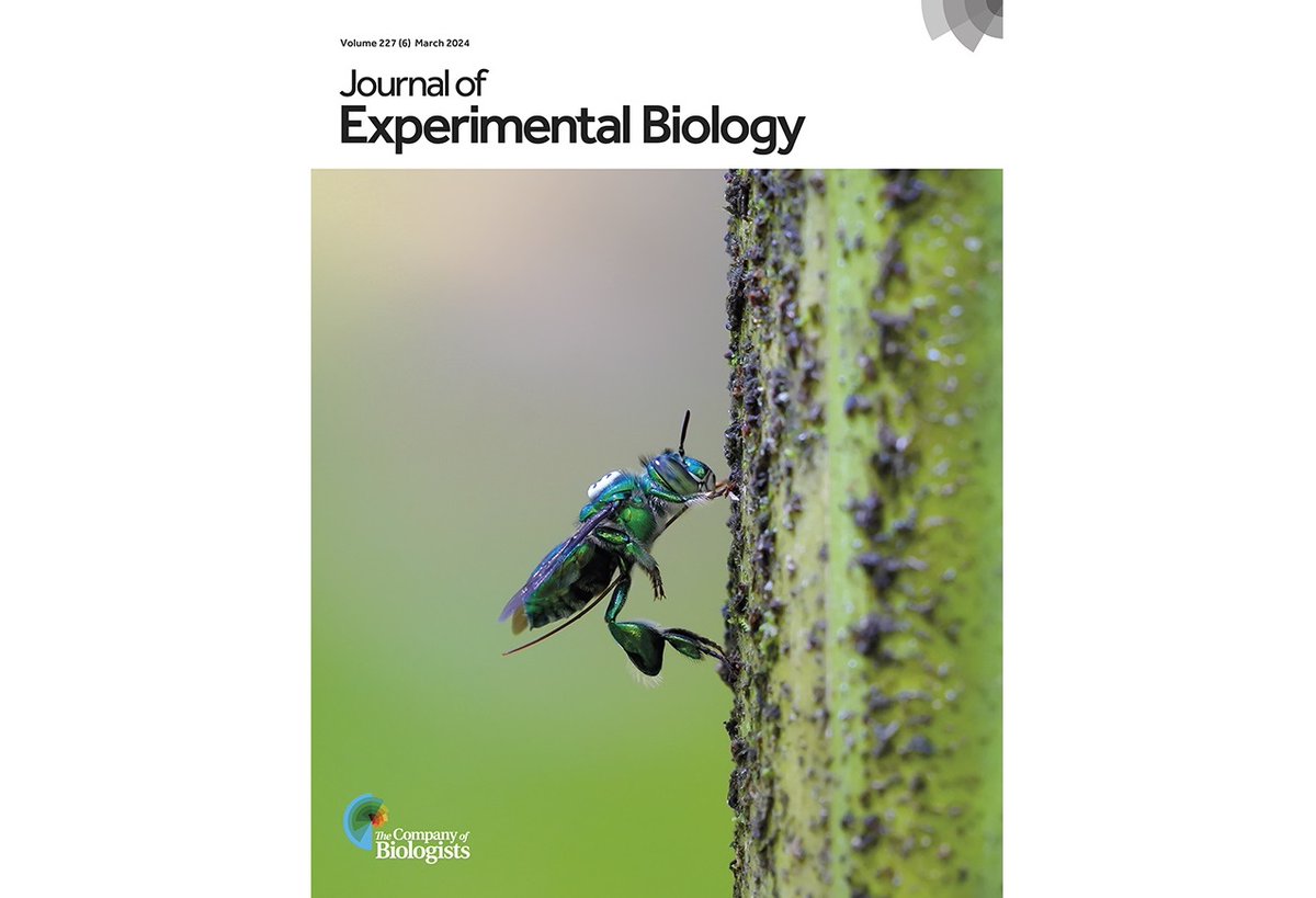 Issue 6 has closed and issue 7 is now open. The front cover of issue 6 by Thomas Eltz shows a male orchid bee demonstrating its display behaviour. journals.biologists.com/jeb/issue/227/6