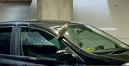 In the car park, all hacked off cos I got between it and the pigeon it was attempting to disassemble.