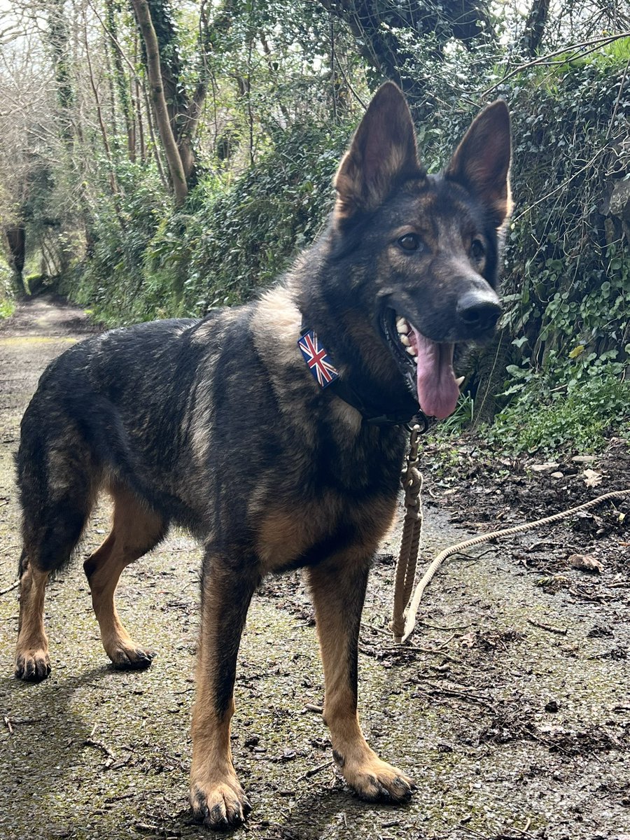 PD Finni assisted officers after a stabbing incident at an address in Plymouth. The male returned to the address and was arrested but the knife not found. Finni conducted a search away from the address where she found it in deep undergrowth which is vital for the investigation 🐾