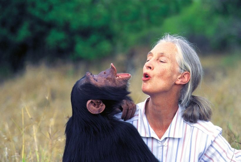 (#GoodAllDay) Le Dr Jane Goodall fête son 90e anniversaire aujourd’hui. Toujours très active en ce qui concerne la conservation des espèces animales, on redécouvre son fabuleux portrait intitulé Jane, ici : chroniquedisney.fr/fil-17-20TH/20…