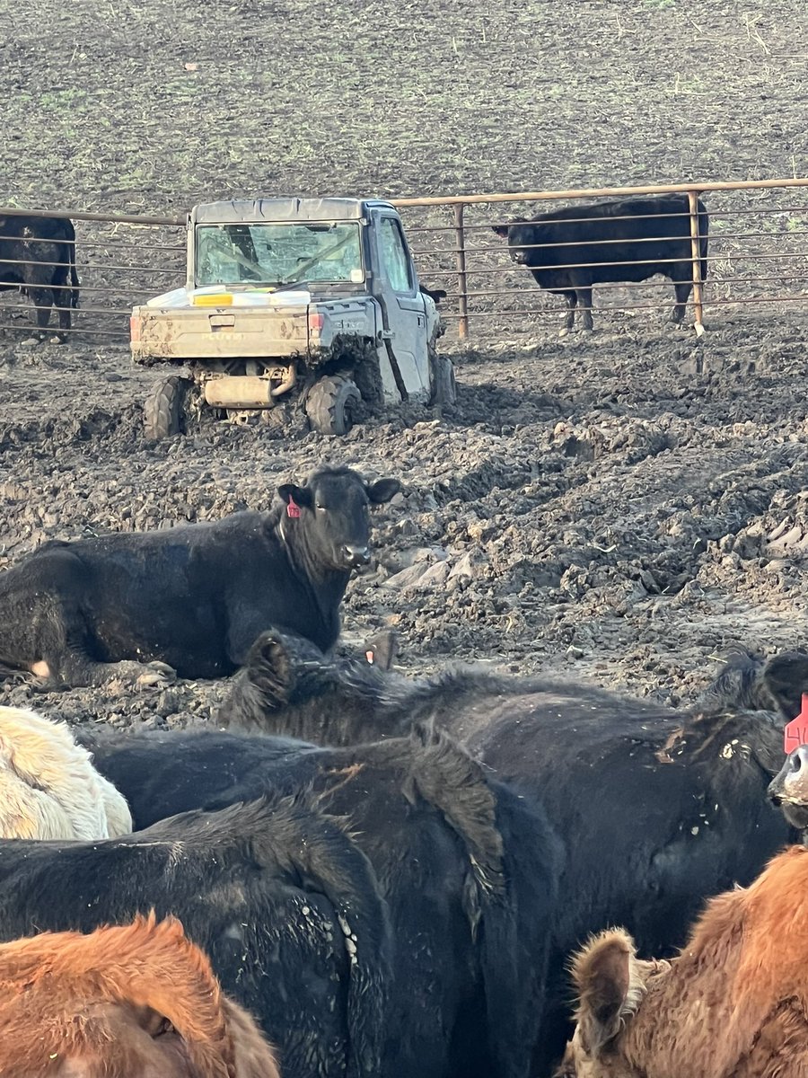 Looks like @kellygarrett75 is starting his morning off pretty rough again and had to hoof it back to shop this morning. #xtremeag #springcalvingsucks