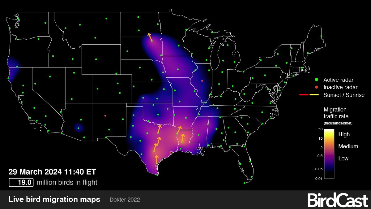 Very insightful piece by <a href="/sciencecohen/">Jon Cohen</a> in <a href="/ScienceMagazine/">Science Magazine</a> News on the ongoing spread of bird flu in the US with specific mention of South-North movements of cattle at this time of year, coinciding with bird movements (see below)? science.org/content/articl…
