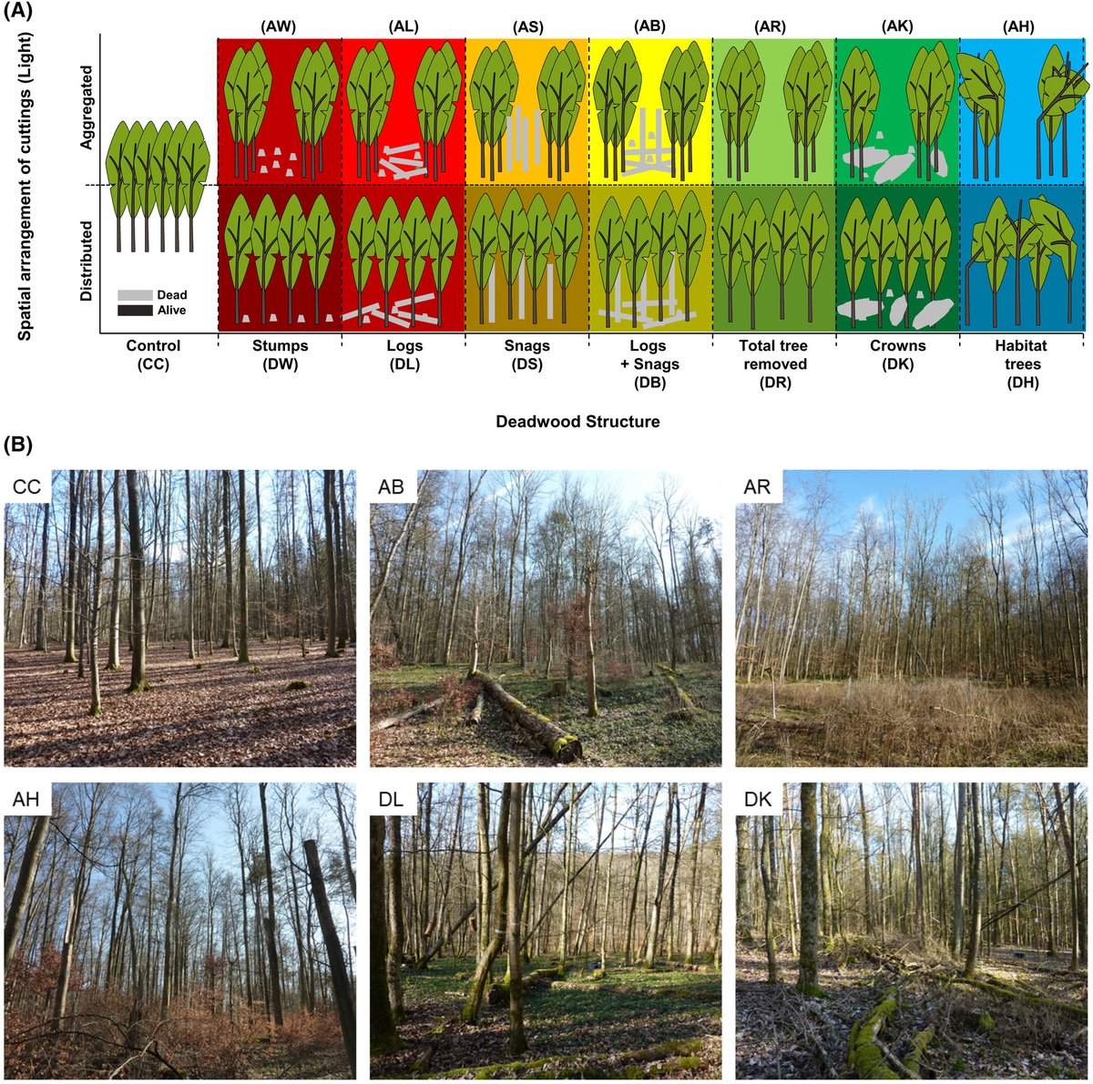 Satellite time-series of Sentinel-1 and -2 characterize different structural complexities promoting biodiversity in central European forests. New paper by Kacic et al. available here: …lpublications.onlinelibrary.wiley.com/doi/full/10.10…