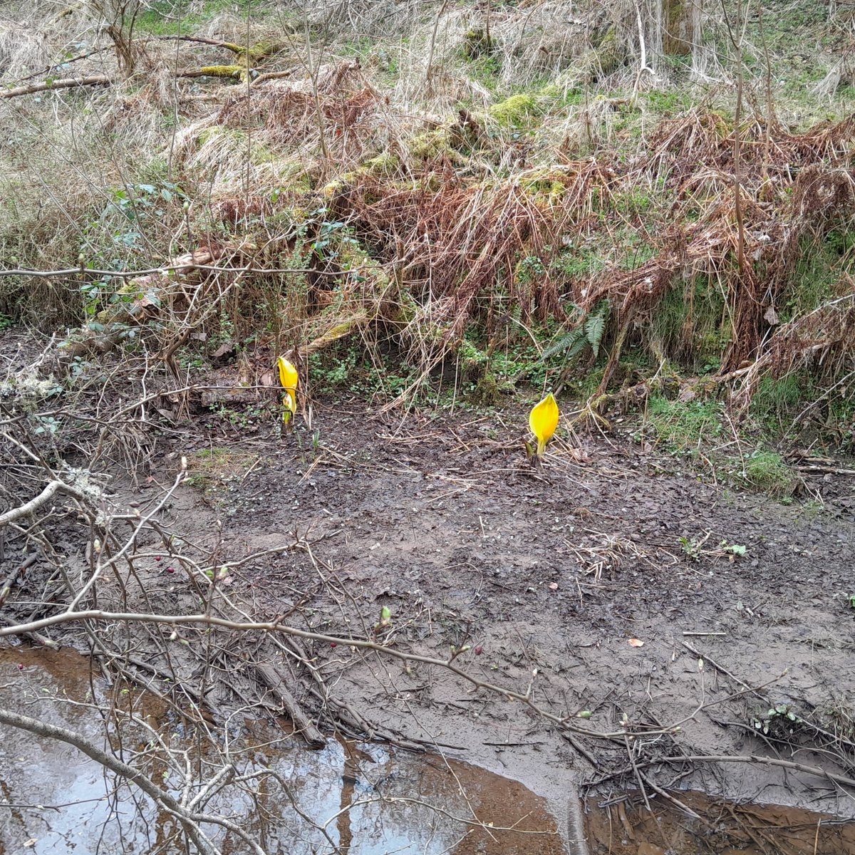 ⚠️🌱Have you seen this plant in Tayside?⚠️🌱 We have been controlling American skunk cabbage in Pitlochry for several years now but recently there's been sightings popping up all across the Tay catchment! Local PO Mark is working hard to get on top of the problem before- 1/2