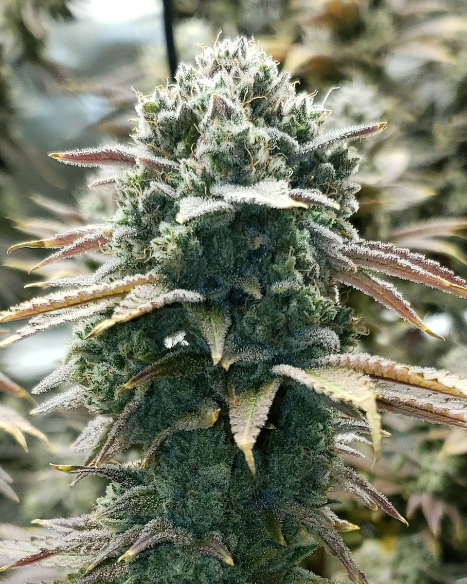 Couple more days for this Goliath 🍁 📷 box269 #insidecannabis #smokeweedeveryday #high #cannabis #cannabiscommunity #weed #marijuana #thc #cbd #cannabisculture #weedporn #weedstagram #hightimes #stoner #indica #sativa #hemp #maryjane #ganja #growyourown #smoke #cannabissociety…