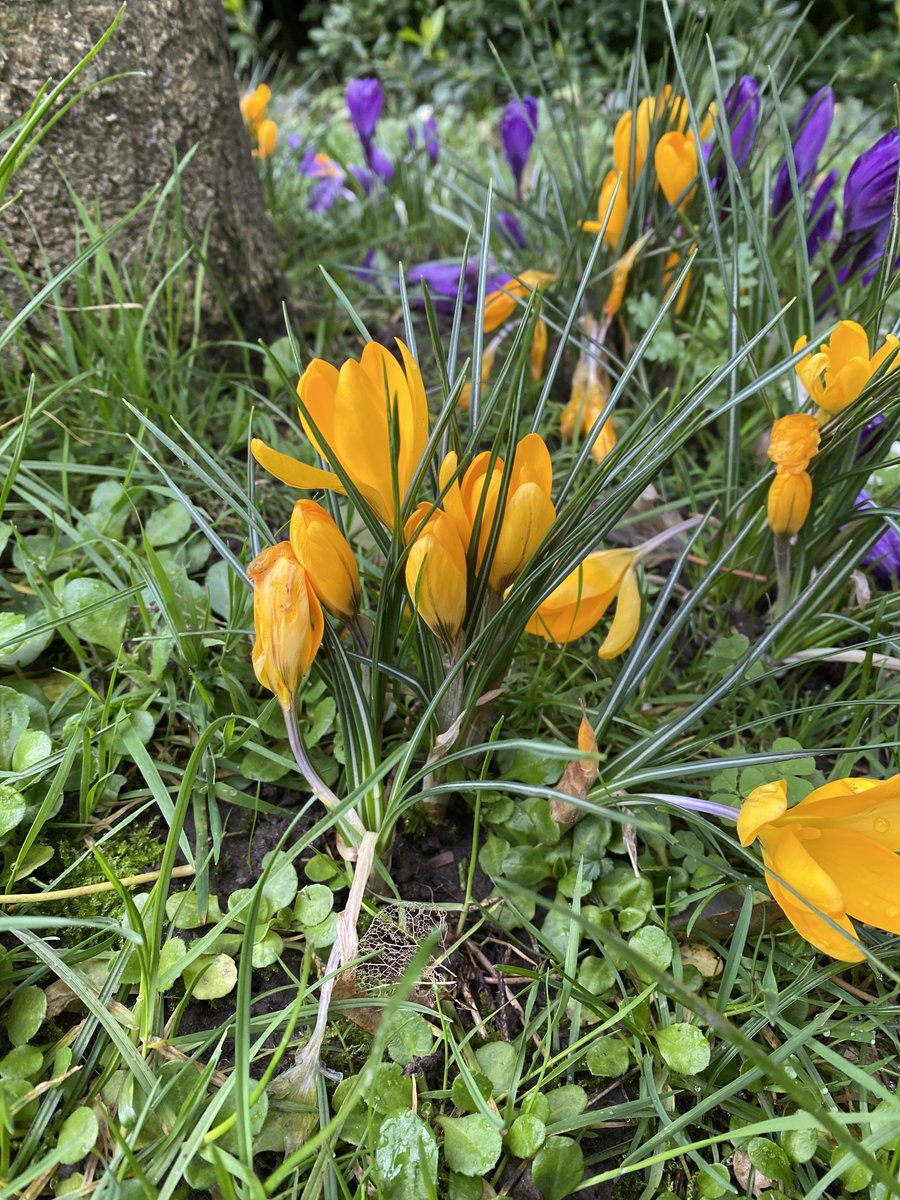 🌱 A reminder that the Annual Bognor Regis in Bloom Competition is now OPEN! 🌱

🌿 Details and entry forms at the link below!🌿

🌸 Let’s bloom together! 🌸

bognorregis.gov.uk/Annual_Competi…

#BognorRegis #LoveBognorRegis #InBloom #BognorRegisInBloom