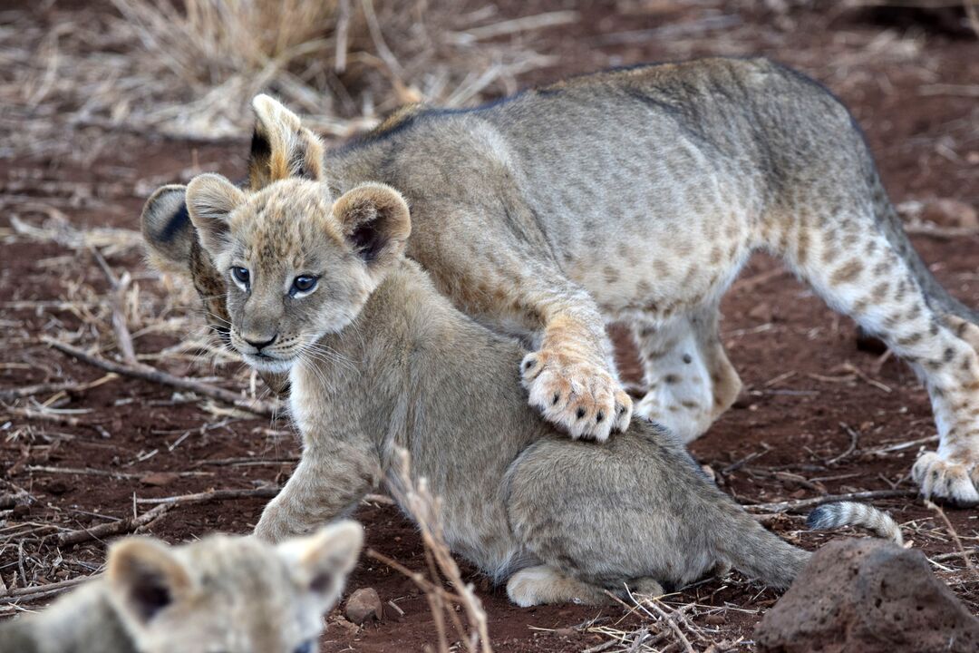 Last year, we experienced births of an incredible 20 cubs across 4 prides. Our field teams cover thousands of kilometres by vehicle in search of lions recording the sightings. Through our Lion ID database, we have identified 93 lions in Meru National Park. ow.ly/lgkt50QXEij