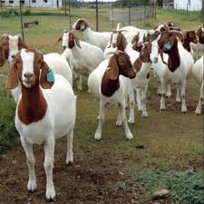 MoLAFWRD_Zim's tweet photo. A national  goat development scheme was launched in 2022 as the Presidential Goat Scheme (PGS) whose transformative impact will be felt from 2024 onwards. Some 6500 goats have been distributed to date under the Presidential Goat Scheme.
#AFSRTS https://t.co/mo0c60VZCL