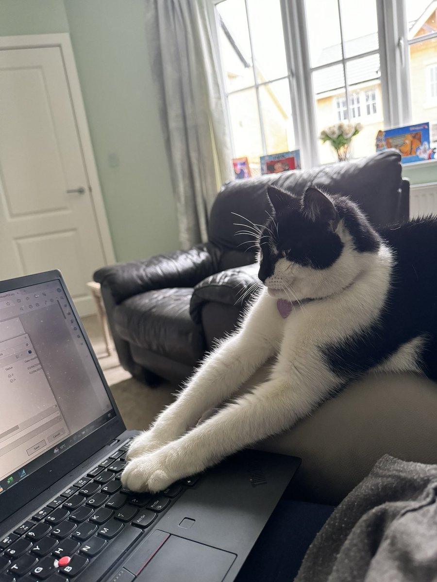 I’m very busy and very important #CatsOfTwitter #catsatwork