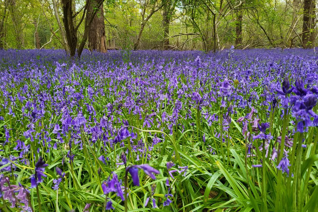 See the Bluebells at Perivale Wood Local Nature Reserve The Selbourne Society is holding three open days ealingtoday.co.uk/default.asp?se…