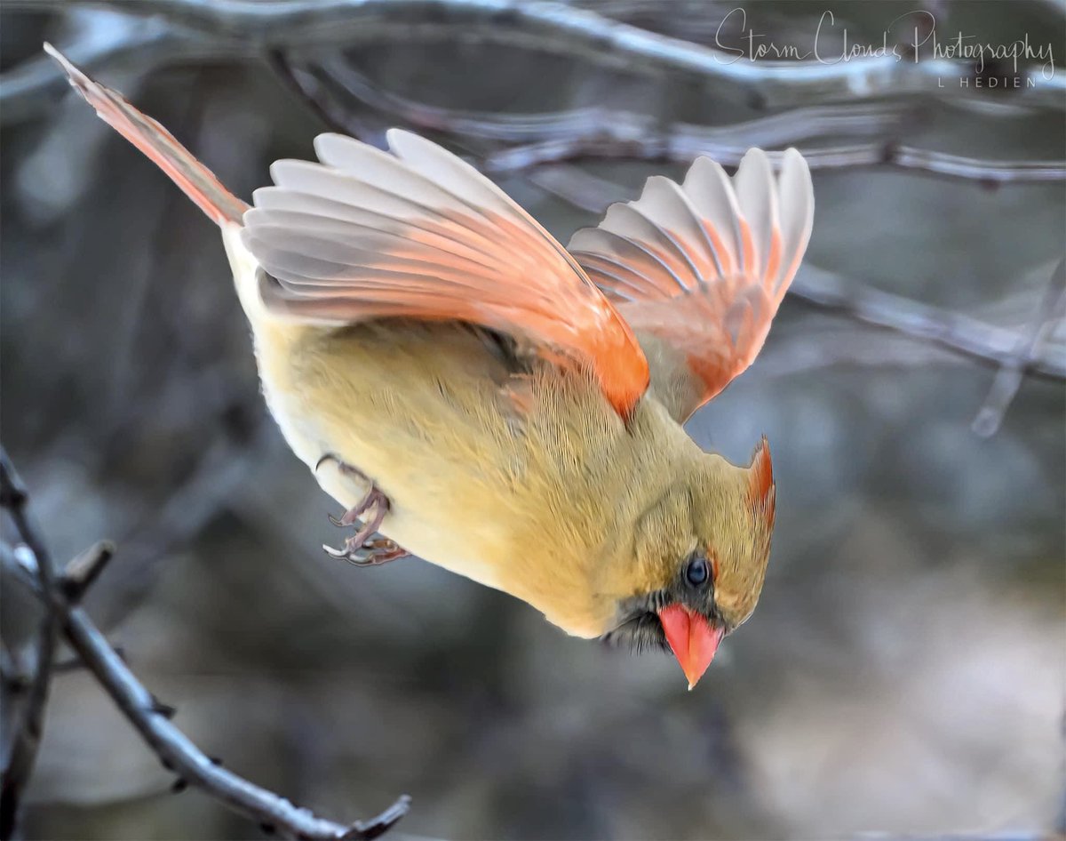 A female #cardinal 😍 after a 🌬️ #winterstorm ❄️ heading for the feeder in northern #Illinois 🌨️🥶. #natgeophotos #nikonusa #z9 #nikonoutdoors @nikonoutdoorsusa #thephotohour #birdphotography #northetncardinal #natgeoyourshot #zcreators #exploretheusa @riyets @discovery