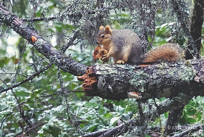 Julie Gomez tweet media