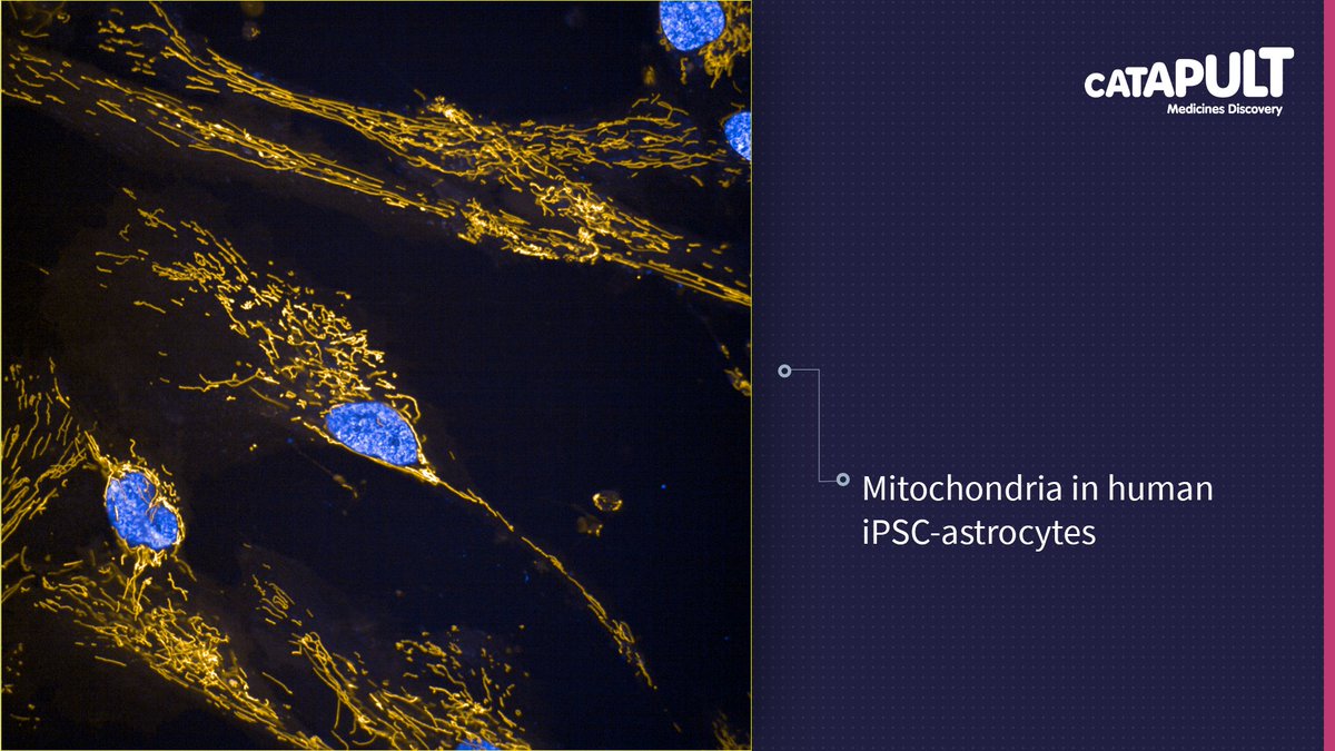 🔋 Batteries of the brain: mitochondria in human iPSC-astrocytes. 🧠 Advances in human iPSC cell models, #biomarker research techniques, & a new understanding of the contribution of the immune system have led to a renewed interest in #neuroscience #DrugDiscovery.