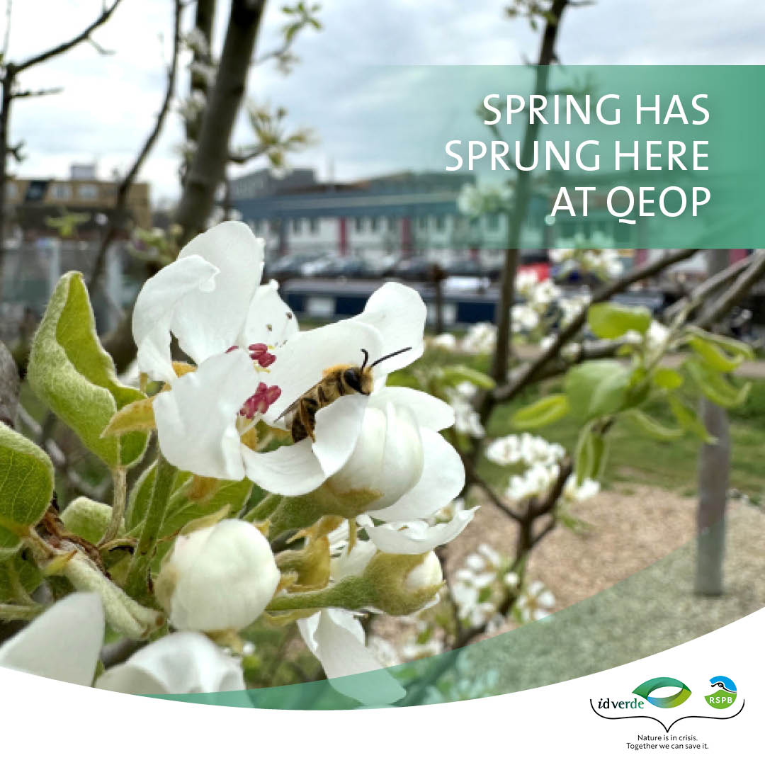 #Spring is definitely underway at Queen Elizabeth Oypimic Park. Photographed here by Tom Bellamy, idverde/RSPB Biodiversity Manager,is a Yellow-Legged Mining Bee (Andrena flavipes) sheltering in apple blossom. idverde.co.uk/blogs/spring-h… @noordinarypark