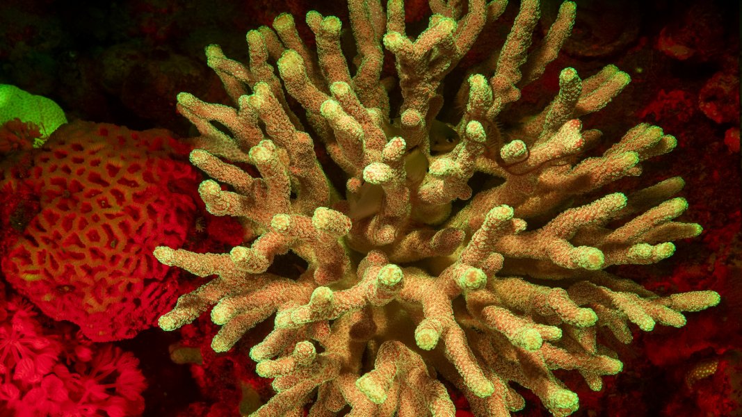 A map for understanding cell biodiversity 🪸

<a href="/ArnauSebe/">Arnau Sebé Pedrós</a>, from <a href="/CRGenomica/">Centre for Genomic Regulation (CRG)</a>, talks about how they are working to lay the foundations for a future Biodiversity Cell Atlas.

🔗 ellipse.prbb.org/a-map-for-unde…