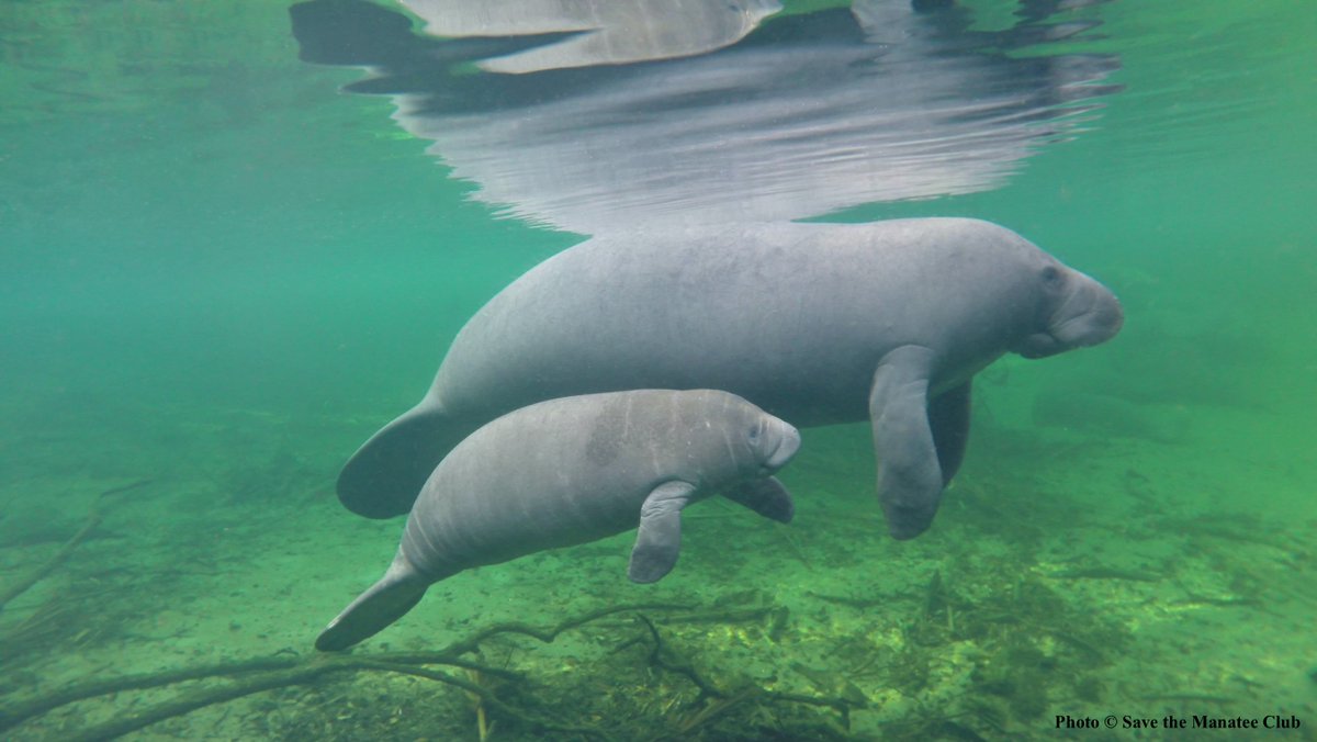 Today is #WorldAquaticAnimalDay - Did you know? The reproductive rate for manatees is low, with one calf born every 2-5 years, and twins are rare. The gestation period is about a year. Mothers nurse their young for one to two years. savethemanatee.org/facts #WildlifeWednesday