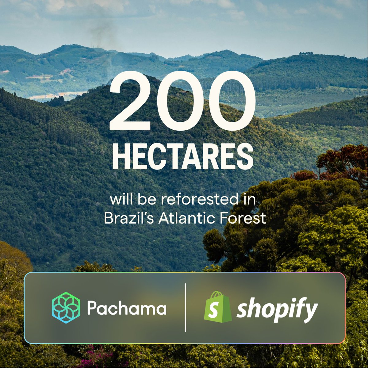 @Shopify 's $3.37 million investment in Águas da Mata Atlântica aims to reforest 200 hectares, removing 45,000 tons of carbon over 17 years. The project will establish a vital wildlife corridor while benefiting local communities. Read on: pachama.com/blog/pachama-g… #Pachama…