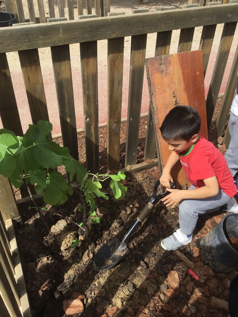 On March 21st, #WorldTreeDay, #TEMS planted a Fig Tree in our garden with the help of our Infants’ students, sparking discussions about the critical role trees play in our world. 🌱✨