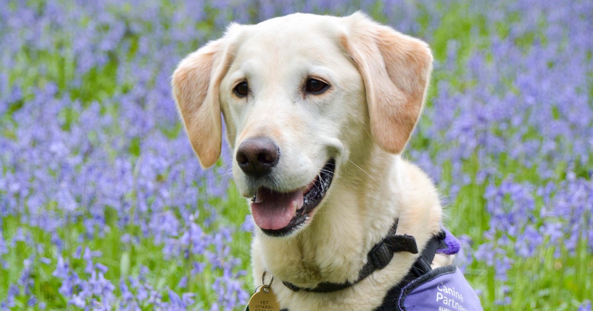 Don't miss out on our annual Arlington Bluebell Walk! This year Canine Partners will be running the walk on Saturday 11 and Sunday 12 May, where we will receive a generous donation from the entry fees, and all profits from the cafe too! caninepartners.org.uk/event/arlingto…