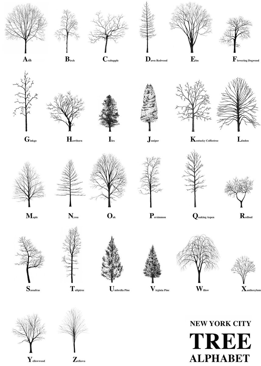 Irish artist Katie Holten created a New York City Tree Alphabet, each letter of the Latin alphabet is assigned a drawing of a tree from the NYC Parks #womensart