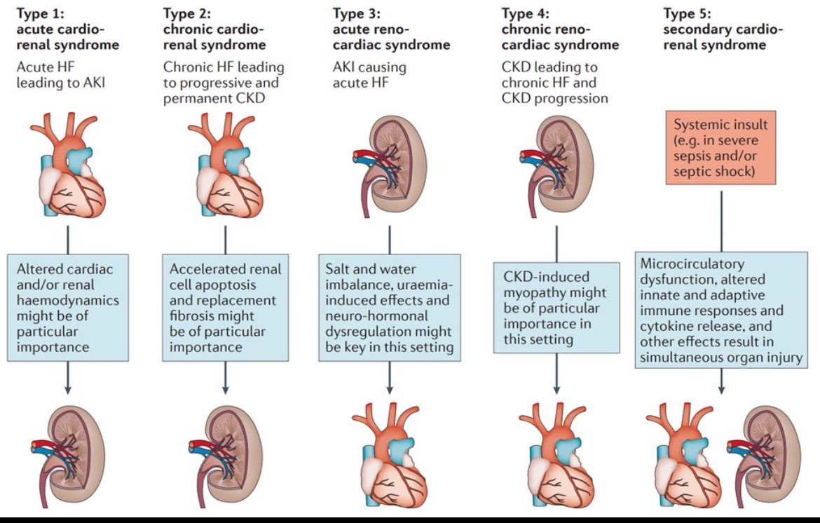 💔🫘🫘 Types of cardio Renal syndromes 

👇Read this tweetorial @ckd_ce by @edgarvlermamd 

x.com/ckd_ce/status/…